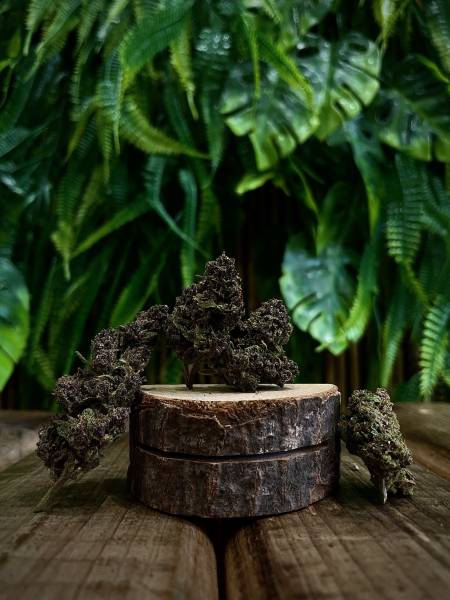 Super Fruit GreenHouse