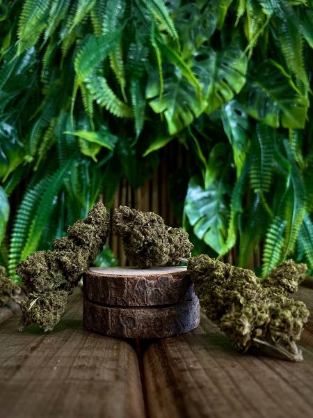 WaterMelon GreenHouse