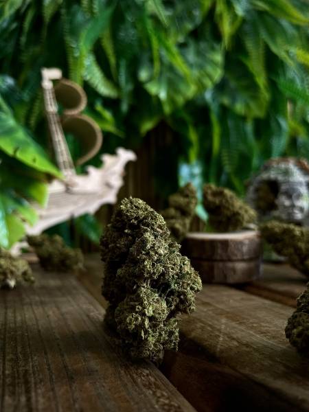 WaterMelon GreenHouse