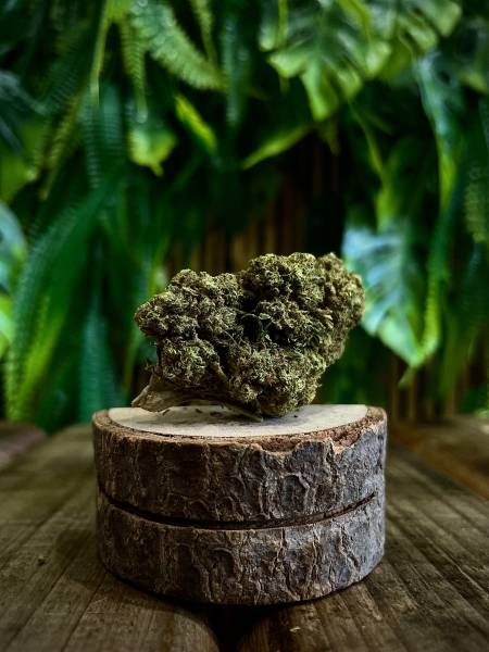 WaterMelon GreenHouse